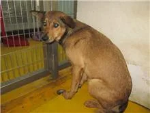 混種犬
