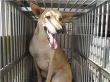 混種犬