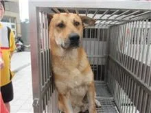 混種犬