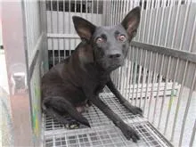 混種犬