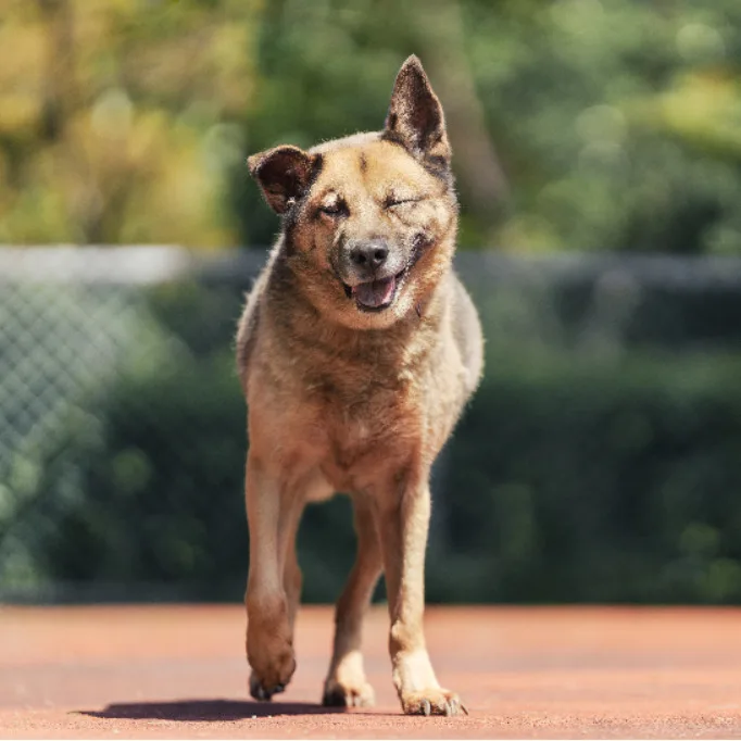 混種犬
