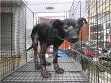 混種犬