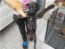 混種犬