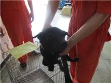 混種犬