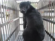 混種犬