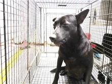混種犬
