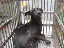 混種犬
