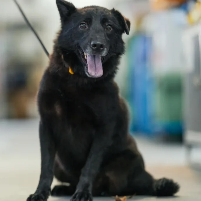 混種犬