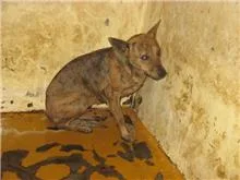 混種犬