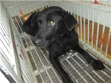 混種犬