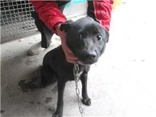 混種犬