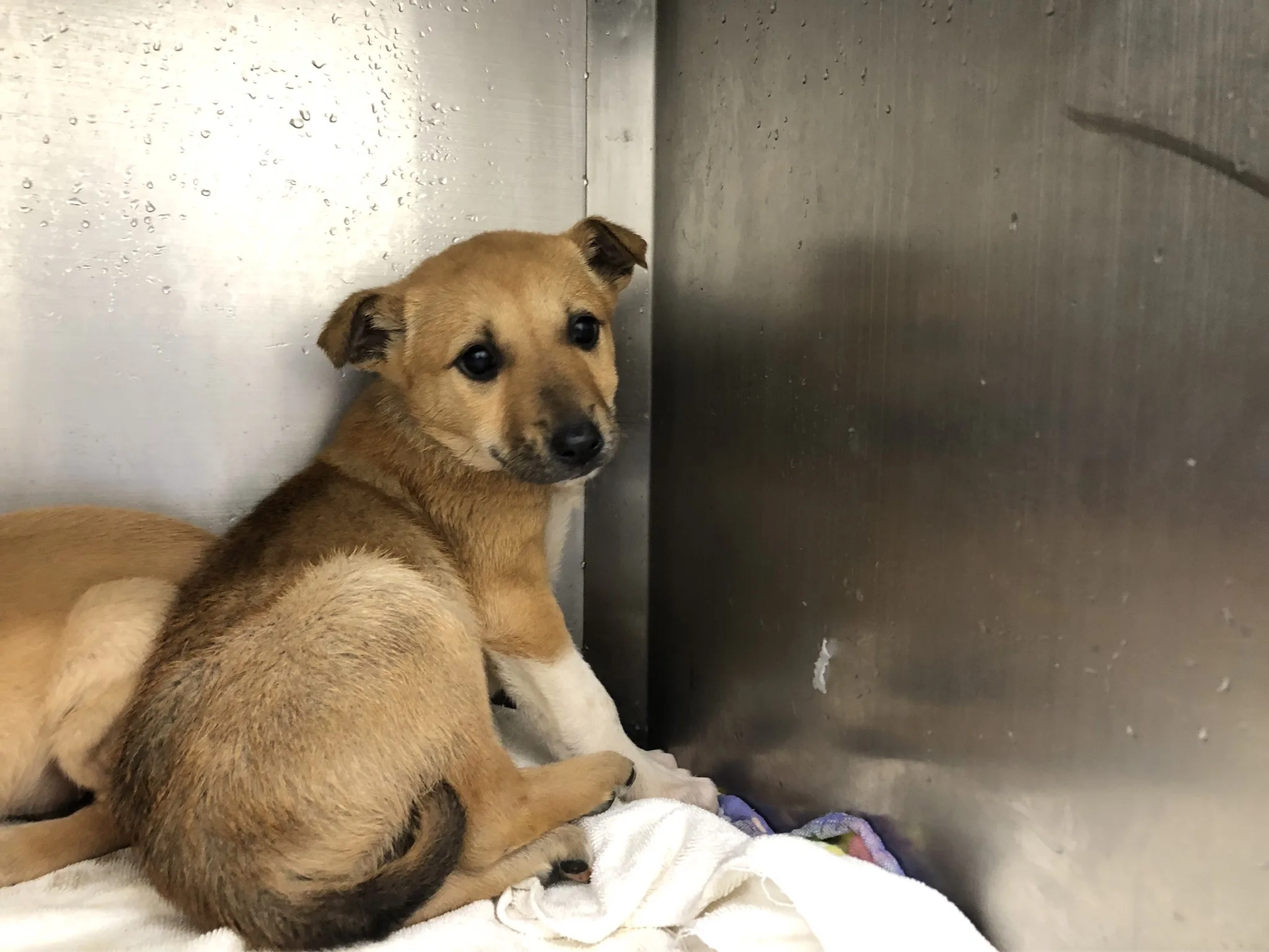 混種犬