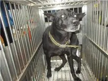 混種犬