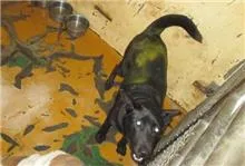 混種犬