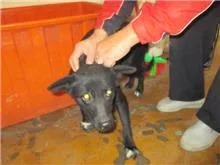 混種犬