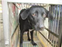 混種犬
