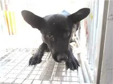 混種犬