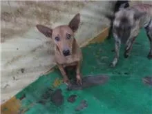 混種犬