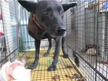 混種犬