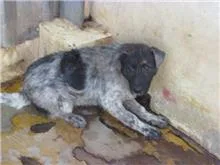 混種犬