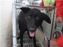 混種犬