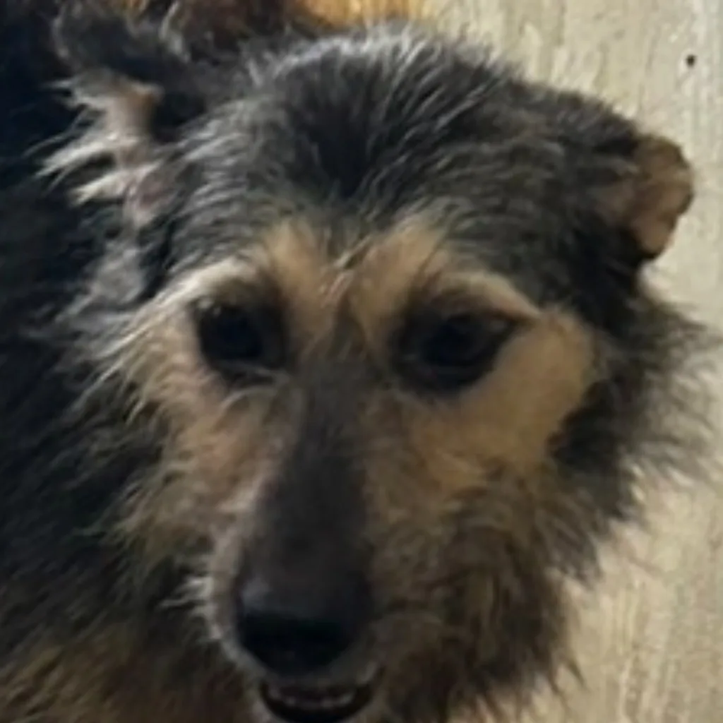混種犬