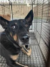 混種犬