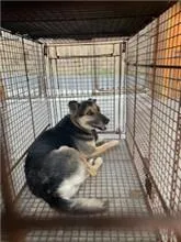 混種犬