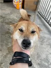 柴犬