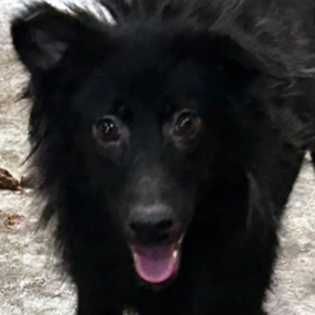 混種犬