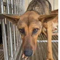 混種犬