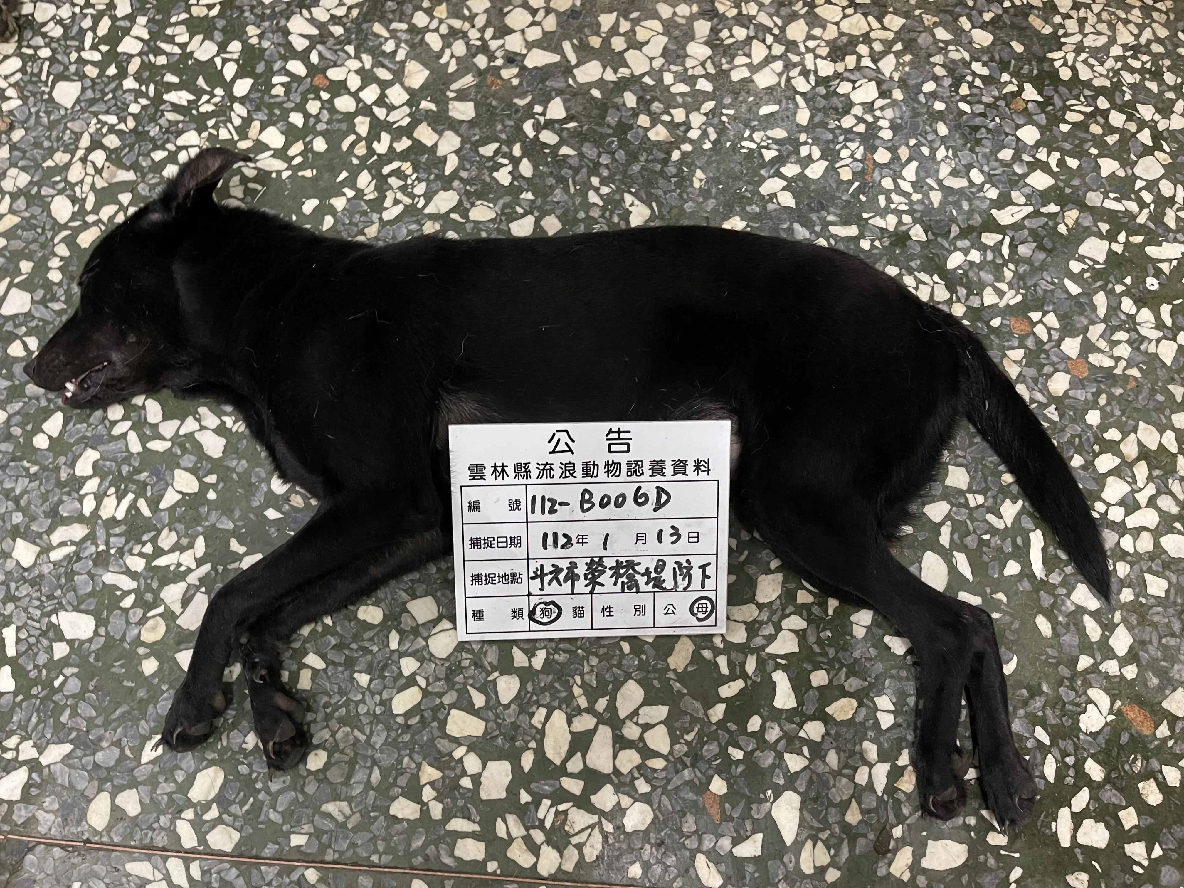 混種犬
