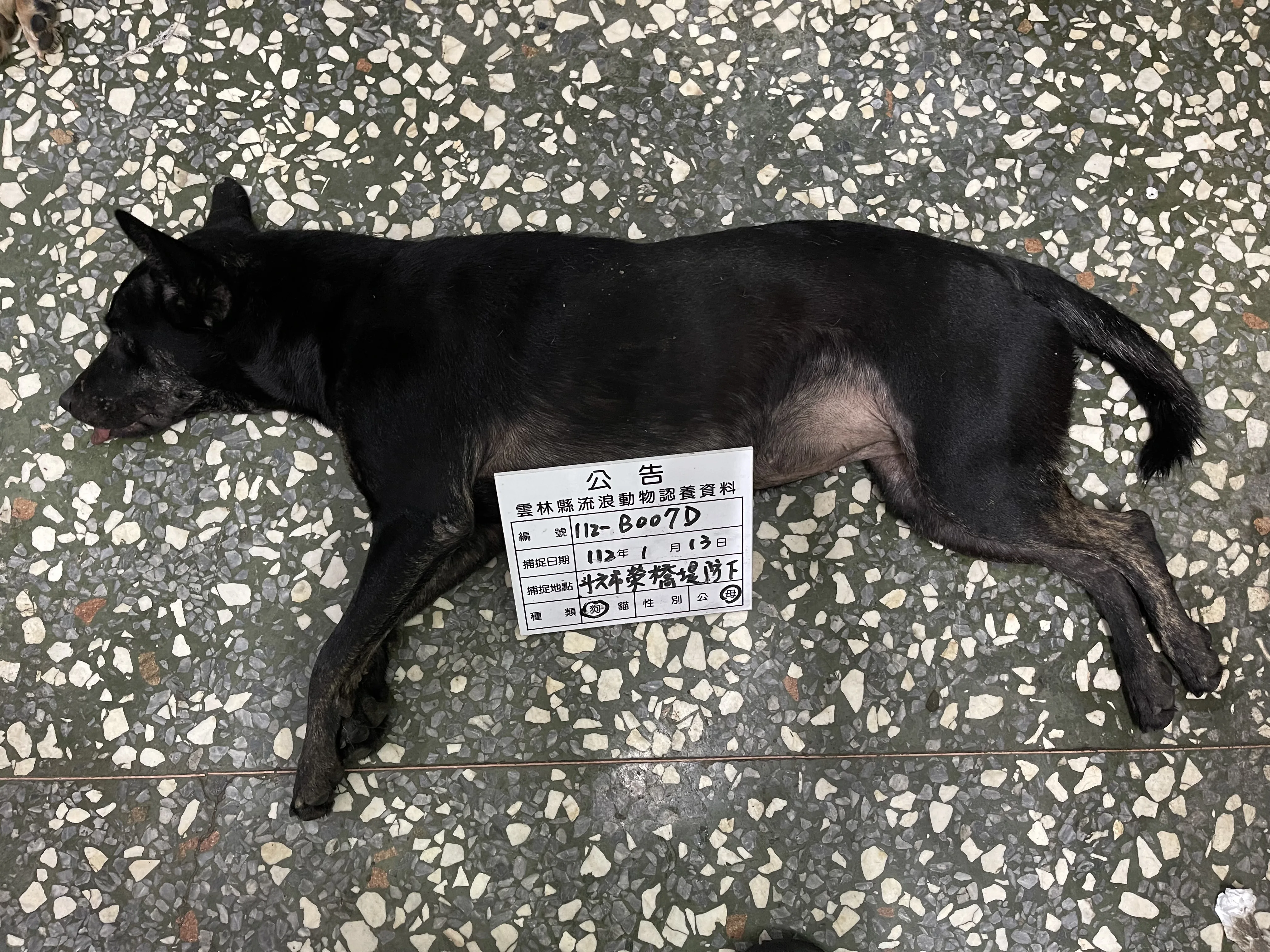 混種犬