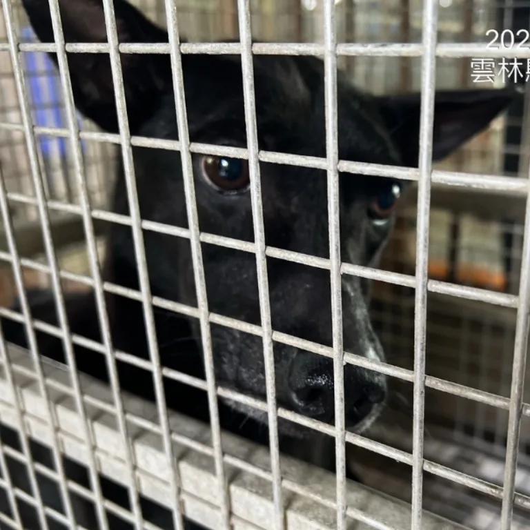 混種犬