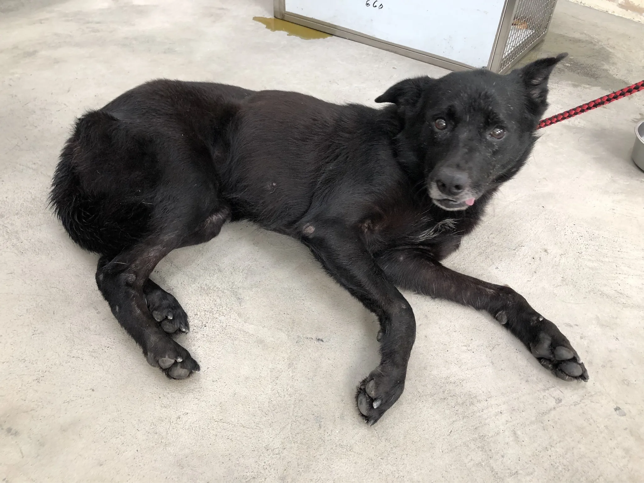 混種犬