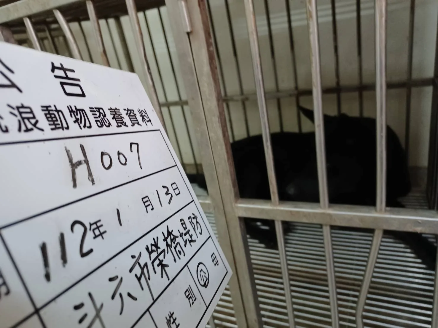 混種犬