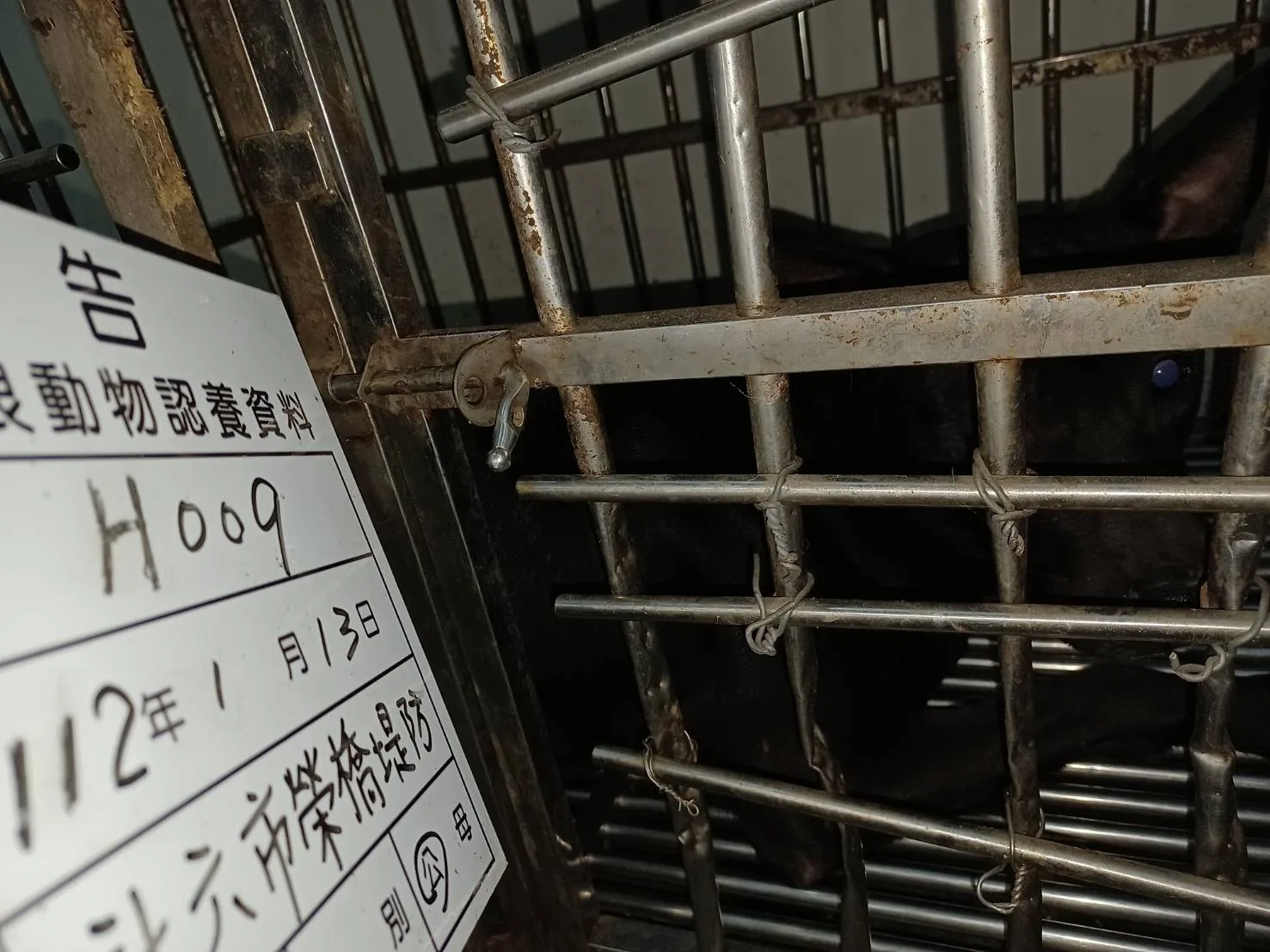 混種犬