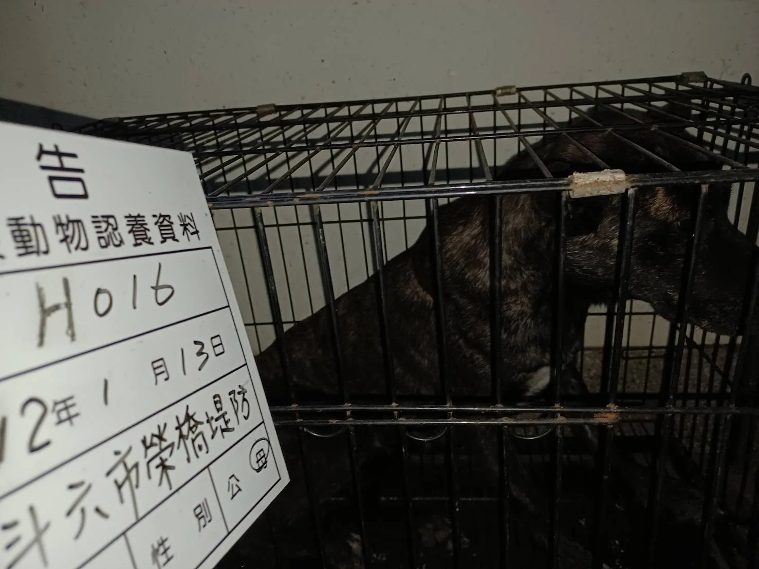 混種犬