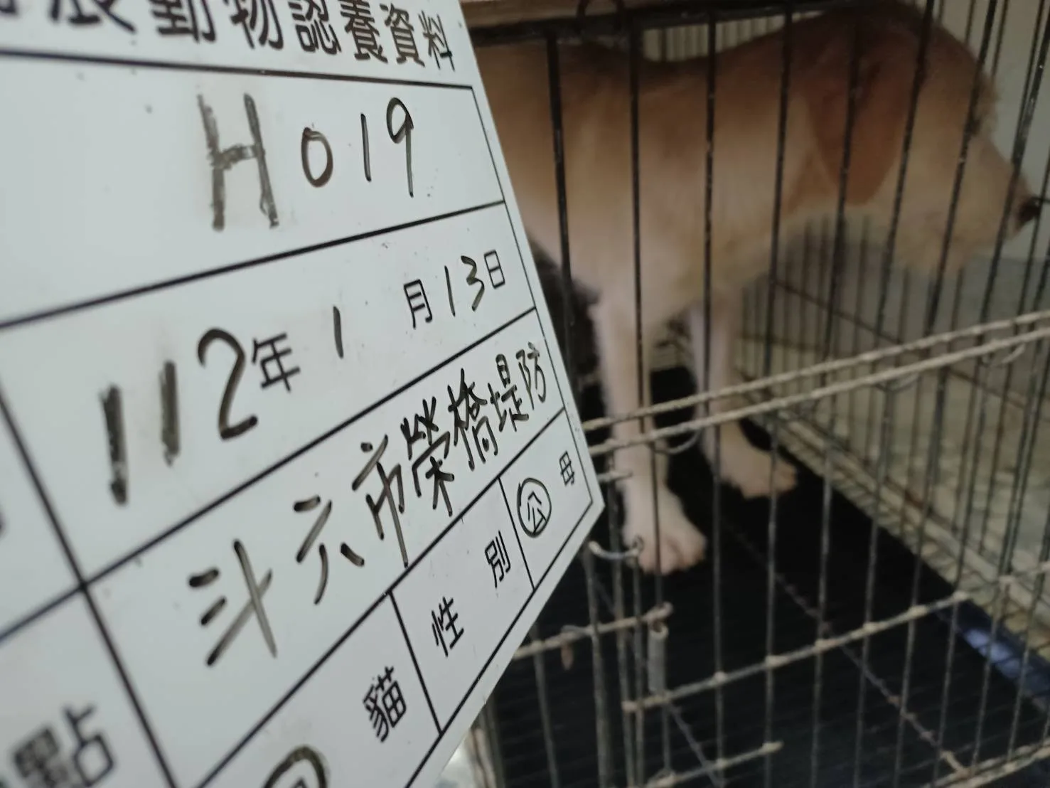 混種犬