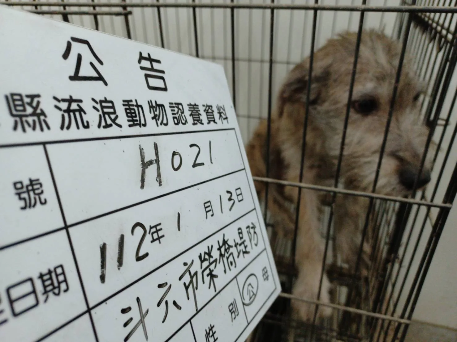 混種犬
