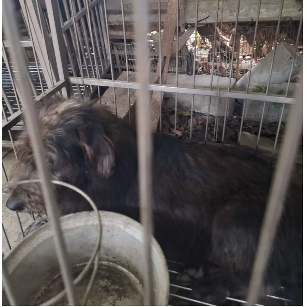 混種犬