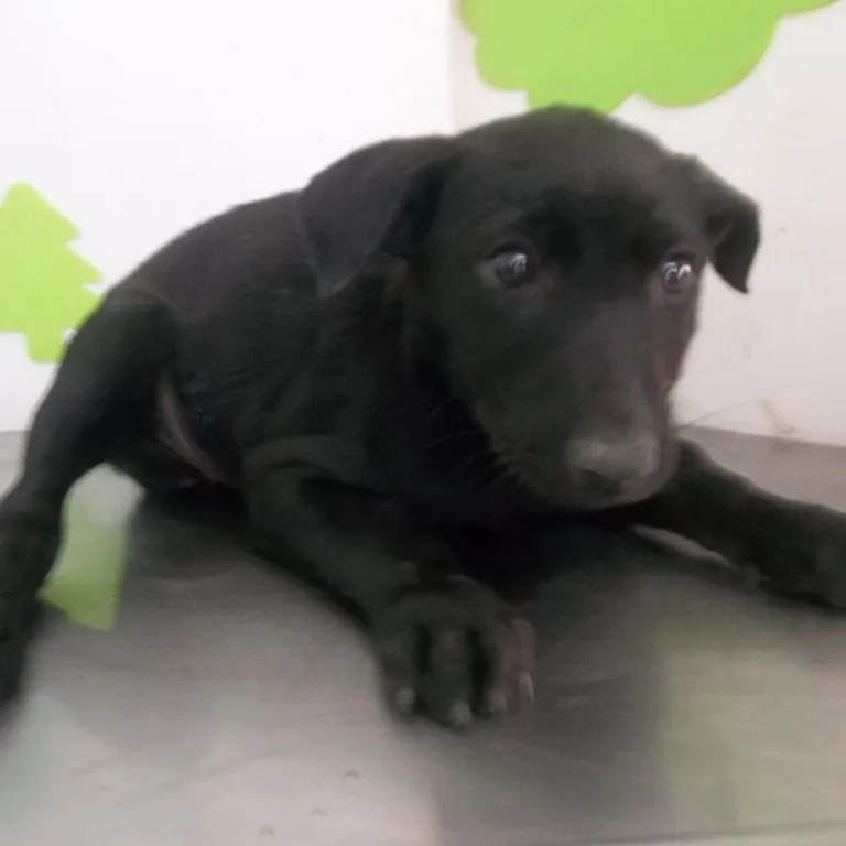 混種犬