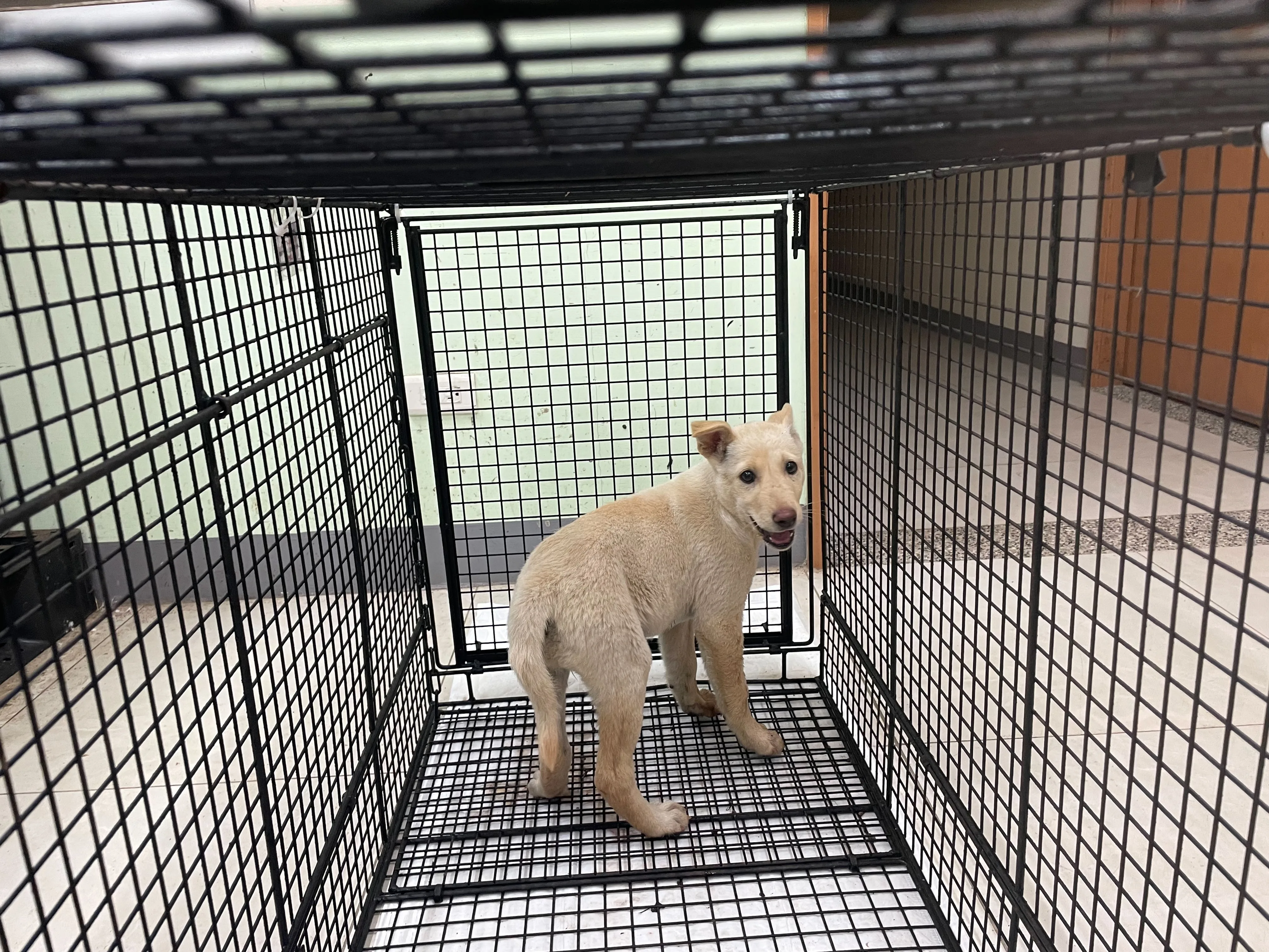 混種犬