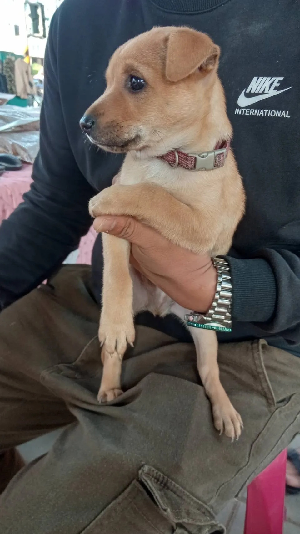 混種犬