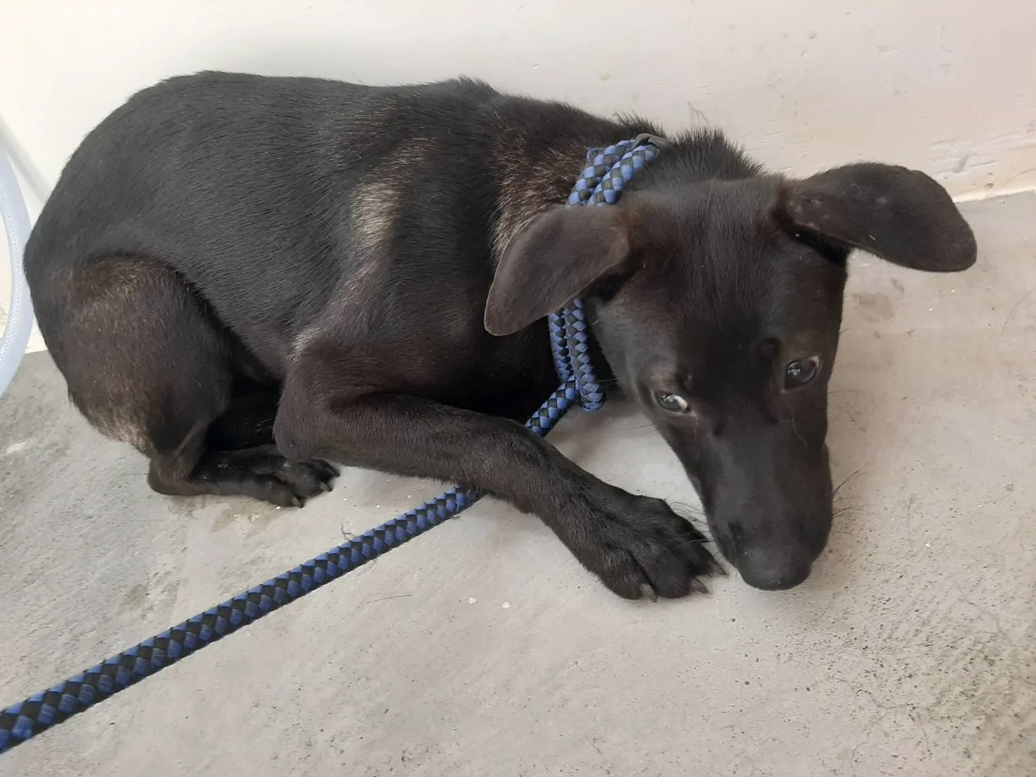 混種犬