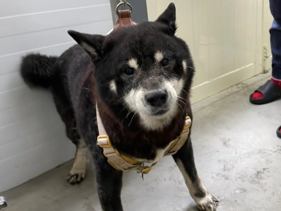 柴犬