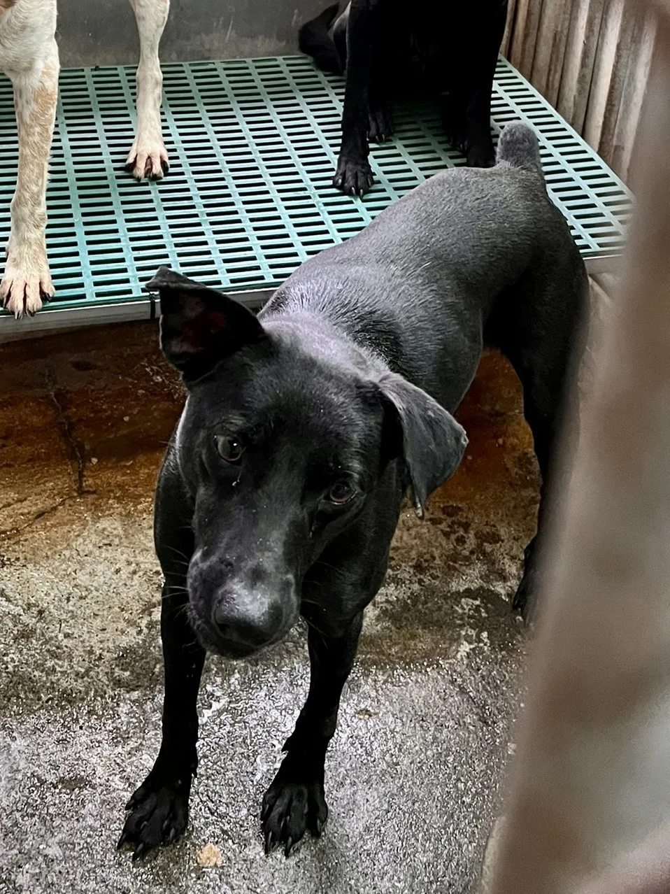 混種犬