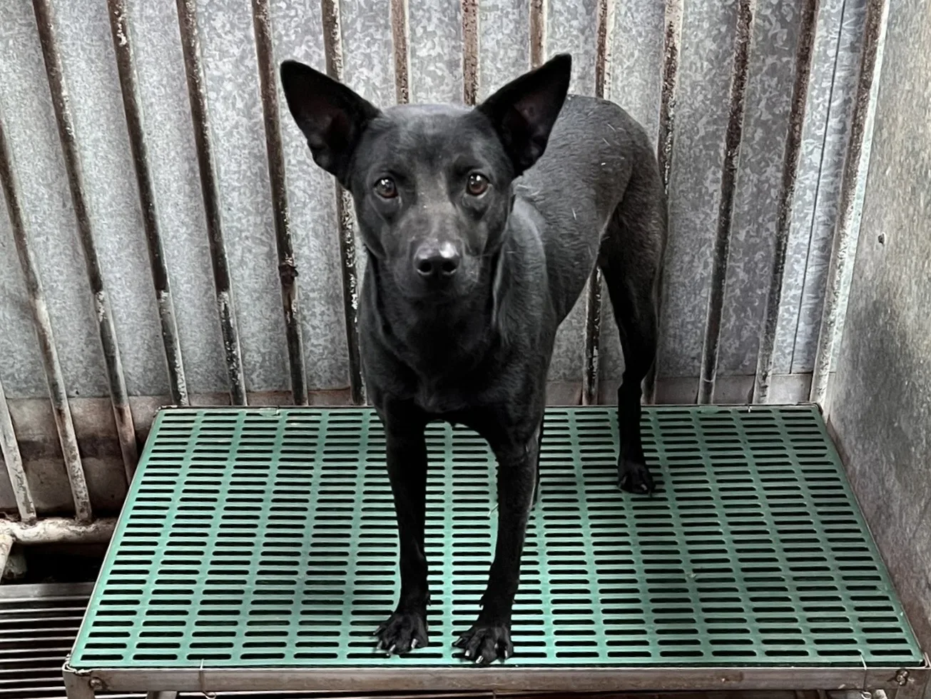混種犬