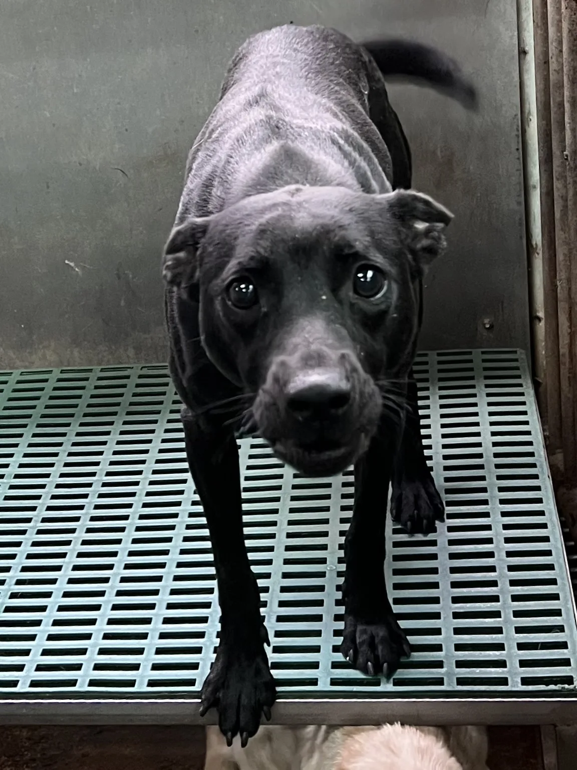 混種犬