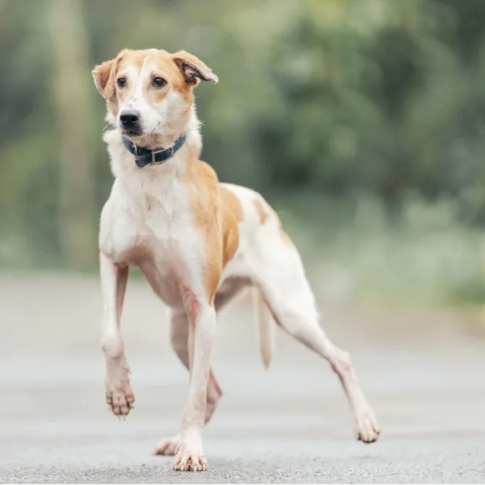 混種犬